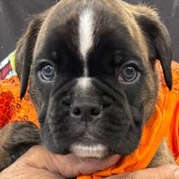Odie - Brindle male Boxer puppy in Bethel Park, Pennsylvania from Goodfella Boxers