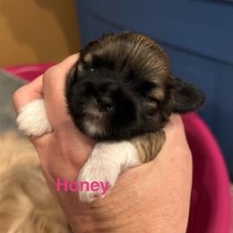 Honey - Grizzle female Lhasa Apso puppy in Snover, Michigan from Lhasa Fur Life