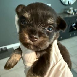 Girl 1 - Liver female Miniature Schnauzer puppy in Avondale, Arizona from Campos Schnauzers