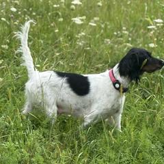 Willow - English Setter