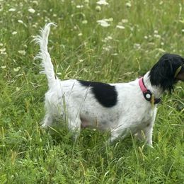 Willow - English Setter