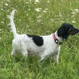 Willow - English Setter