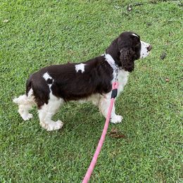 Dottie - English Springer Spaniel