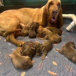 Girl 4 - Red female Bloodhound puppy in New Edinburg, Arkansas from Blue Collar Kennelz
