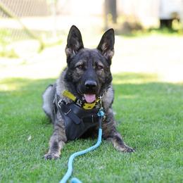 Fury Antares Slovakia - Arrax - Sable male German Shepherd puppy in Oakley, California from Von Guadachi German Shepherds & Audacity Border Collies