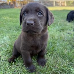 Purple - Chocolate female Labrador Retriever puppy in Medford, Oregon from Valley View English Labs