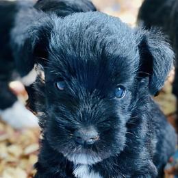 Anatolian Shepherd Dogs and Miniature Schnauzers from New River Miniature Schnauzers and Anatolians
