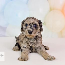 Aussiedoodle Puppies from Dreamcatcher Dogs