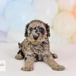 Aussiedoodle Puppies from Dreamcatcher Dogs