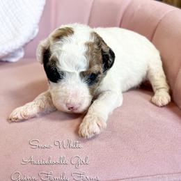 Snow White - Red merle female Aussiedoodle puppy in Grove, Oklahoma from Guinn Family Farms