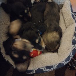 Dachshund Puppies from Katrina's Dachshunds