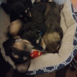 Dachshund Puppies from Katrina's Dachshunds