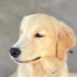 Dachshund and Golden Retriever All Grown Up from Grove Haven Canines