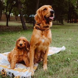 Goldendoodle Puppies from Bows & Ties Doodles