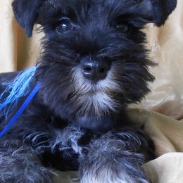 "Male Miniature Schnauzer puppy" Miniature Schnauzer Puppies from PJ's Miniature Schnauzers