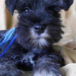 "Male Miniature Schnauzer puppy" Miniature Schnauzer Puppies from PJ's Miniature Schnauzers
