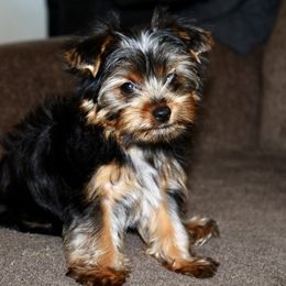 Yorkshire Terrier Puppies from Diamond in a Rough Yorkies