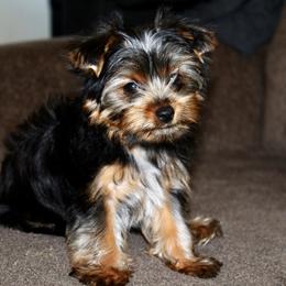 Yorkshire Terrier Puppies from Diamond in a Rough Yorkies