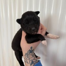 Red - Black and white female Siberian Husky puppy in Jonesborough, Tennessee from Dry Creek Siberians