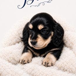 Blake - Black and cream male Dachshund puppy in Mountainburg, Arkansas from Charisma Dachshunds
