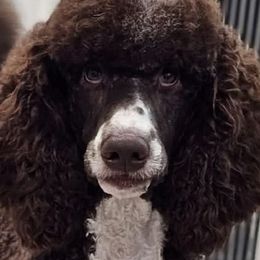 Goldendoodles and Poodles from Patitas