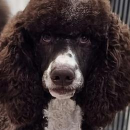 Goldendoodles and Poodles from Patitas