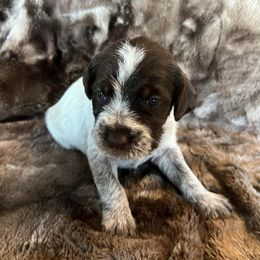 Girl 7 - Wirehaired Pointing Griffon puppy in Jerome, Idaho from Double R Griffons