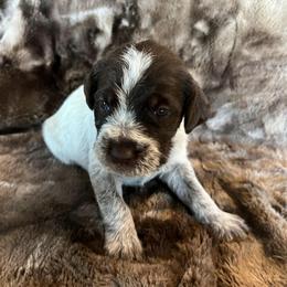 Girl 7 - Wirehaired Pointing Griffon puppy in Jerome, Idaho from Double R Griffons