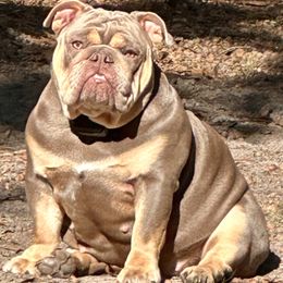 Venus - Bulldog