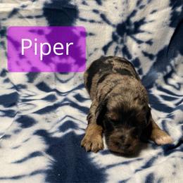 Piper - Merle female Bernedoodle puppy in Battle Creek, Michigan from T-Rose’s Bernedoodle & Pomsky Puppies