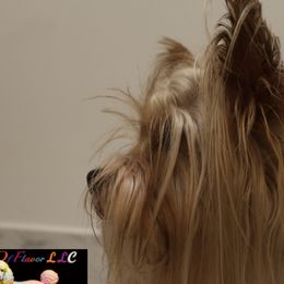 Poodles and Yorkshire Terriers from Taste Of Flavor LLC