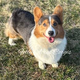 Bluey - Blue male Pembroke Welsh Corgi puppy in White Hall, Maryland from Folly Acres Corgis