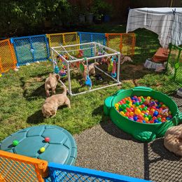 Golden Retriever Puppies from Sola Mae's Goldens