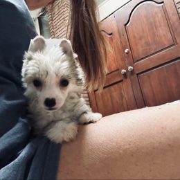 Slate - Slate male Chinese Crested puppy in Salt Lake City, Utah from Naked & Famous