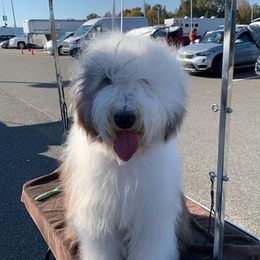 Old English Sheepdogs from Karl Kennels