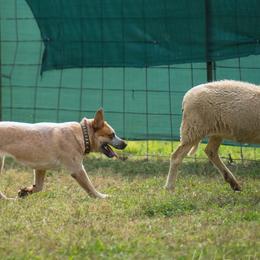 Australian Cattle Dogs from Steadfast Farms & Stockdogs