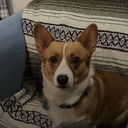 Pembroke Welsh Corgis from 4G Farms