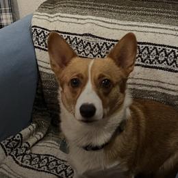 Pembroke Welsh Corgis from 4G Farms