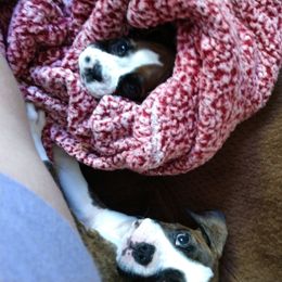 Boxer Puppies from Whynot Blue Ridge Mountain Boxer's