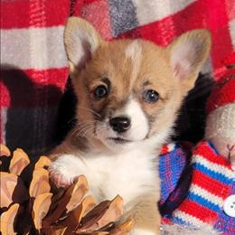 Leopard bandana girl - Red female Pembroke Welsh Corgi puppy in Cherokee, Oklahoma from MCS Farms-OK