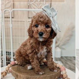 Pink collar girl - Red  female Goldendoodle puppy in Newcastle, Oklahoma from Ritzy Creek Doodles