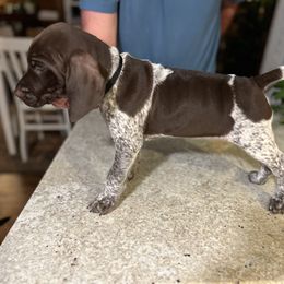 German Shorthaired Pointer Puppies from Blue Kai Kennels