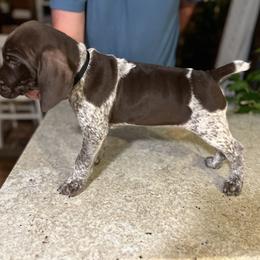 German Shorthaired Pointer Puppies from Blue Kai Kennels