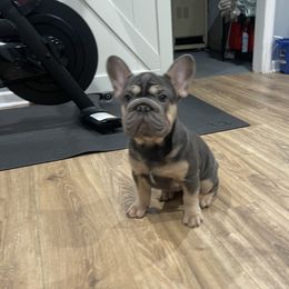 French Bulldogs from Jerzey Frenchie