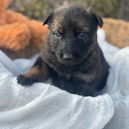 Saoires - Sable female German Shepherd puppy in Dover, Delaware from Fornax