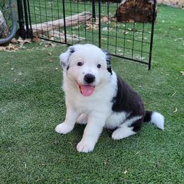 Swan - Black and white male Border Collie puppy in Morgan, Texas from Shooting Star Ranch