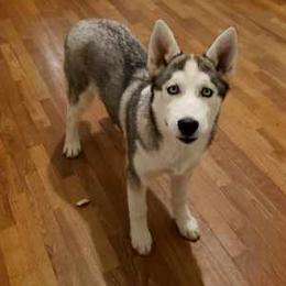 Pomskies from Pomskies on the Prairie