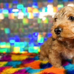 American Corgi, Dachshund, and Pembroke Welsh Corgi Puppies from Shining A Lowriders & Co.