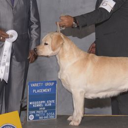 Labrador Retrievers from Kychel Labradors