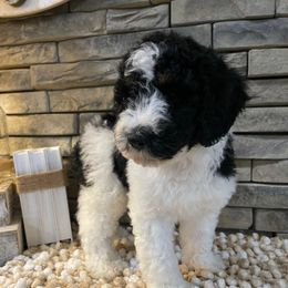 Denny - Black and white male Bernedoodle puppy in Hackleburg, Alabama from The Doodle Patch
